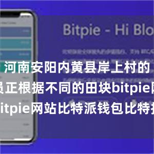 河南安阳内黄县岸上村的农技人员正根据不同的田块bitpie网站比特派钱包比特护盾